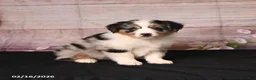 Miniature Australian Shepherd dogs for sale: Tilly - Ad 2