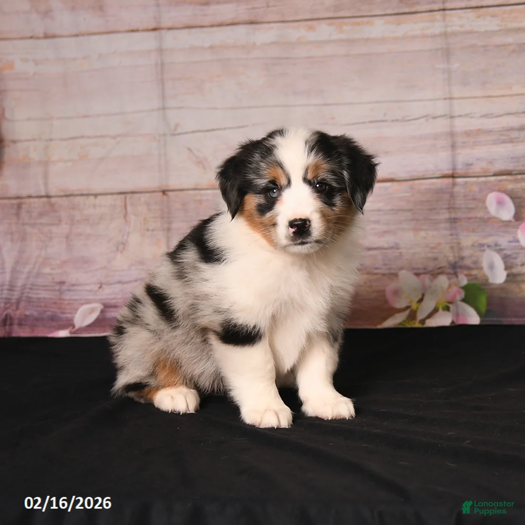 Miniature Australian Shepherd dogs for sale: Tilly - Ad 2