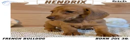 Miniature Dachshund dogs for sale: Hendrix  - Ad 1