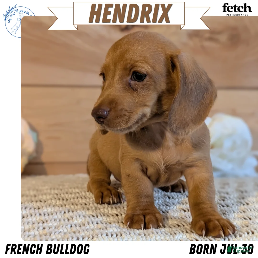 Miniature Dachshund dogs for sale: Hendrix  - Ad 1