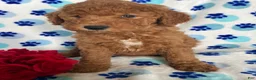 Mini Goldendoodle dogs for sale: Hank - Ad 4