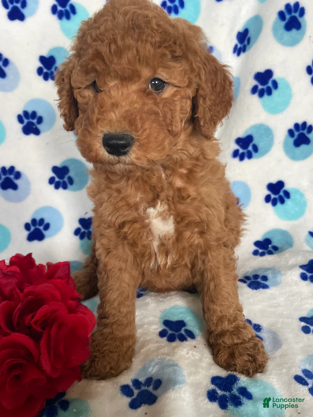 Mini Goldendoodle dogs for sale: Hank - Ad 4