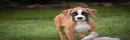Boxer dogs for sale: Arie - Ad 3