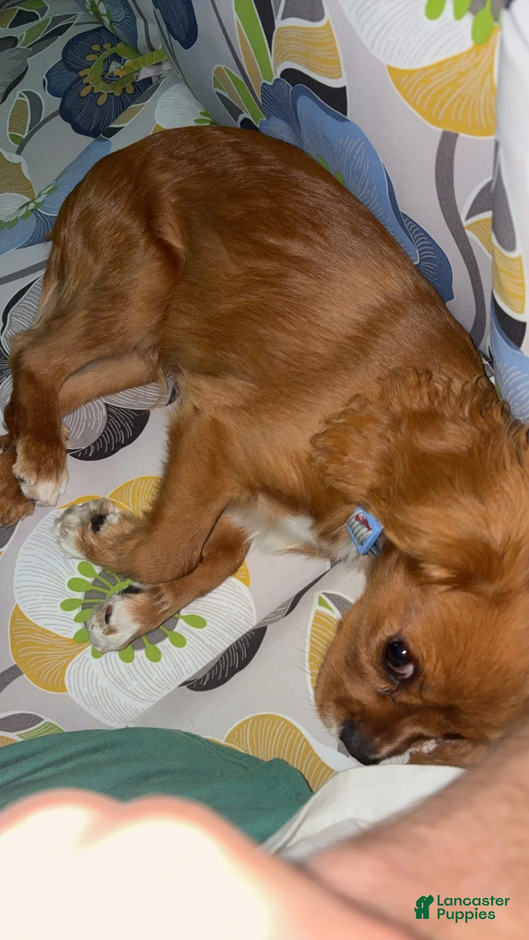 Cavalier King Charles Spaniel dogs for sale: Rye - Ad 2