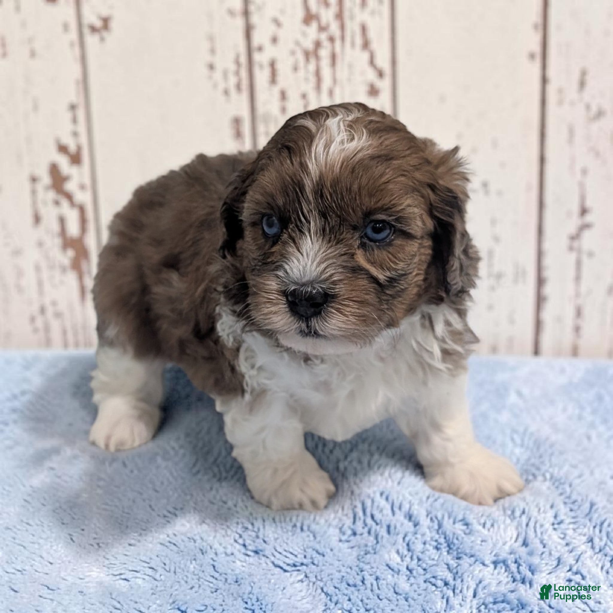 Shihpoo dogs Toby - Ad 2