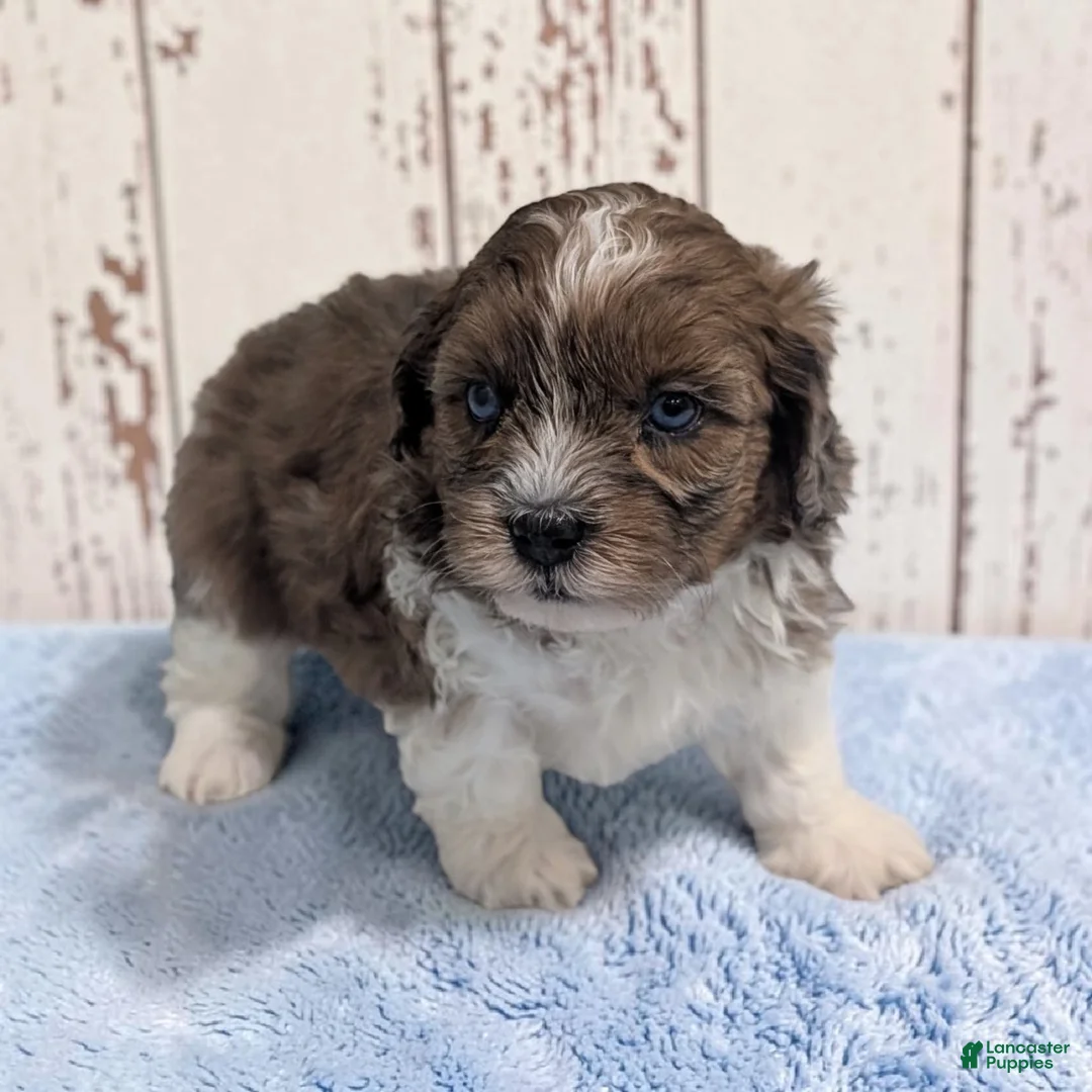 Shihpoo dogs for sale: Toby - Ad 2