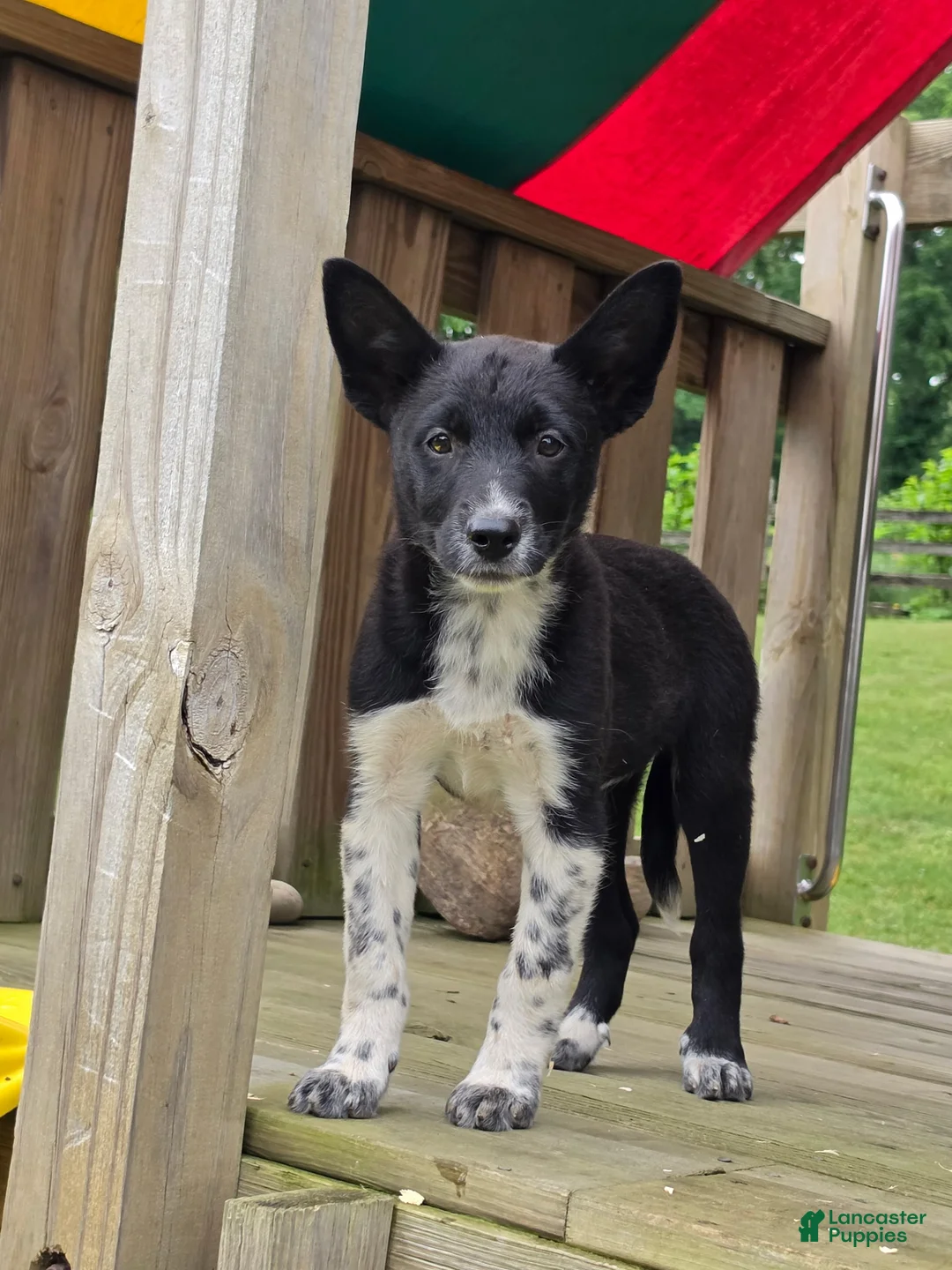 Mixed Breed dogs for sale: Bella - Ad 2