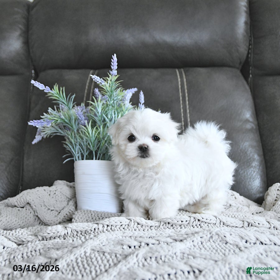 Maltese dogs Bentley EXTRA SMALL - Ad 1