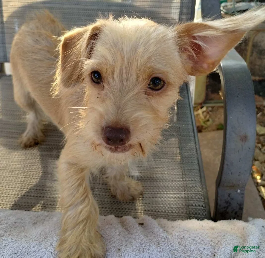 Mixed Breed dogs for sale: Boy - Ad 1
