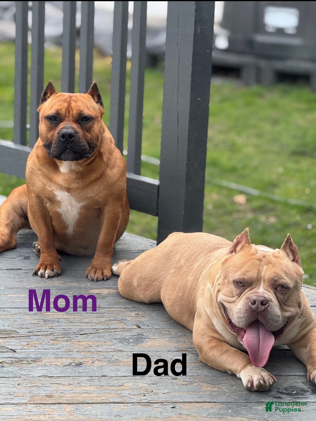 American Bully dogs for sale: Chocolate fawn sable Merle - Ad 5