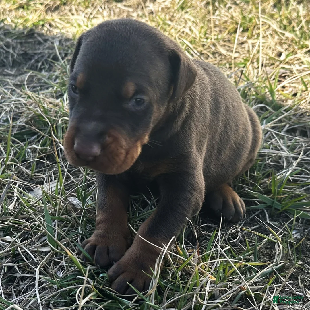 Doberman Pinscher dogs for sale: Biscuit  - Ad 2