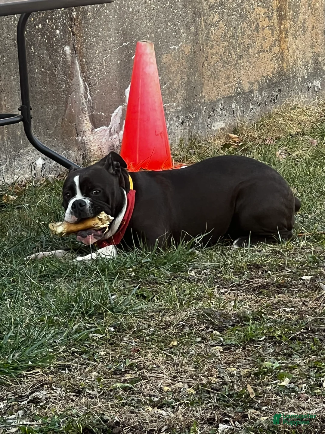 Gallery Image {{count}}