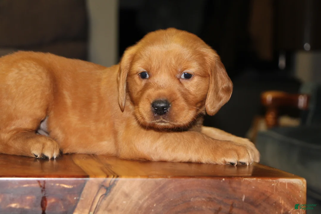 Golden Retriever dogs for sale: Ryder - Ad 5