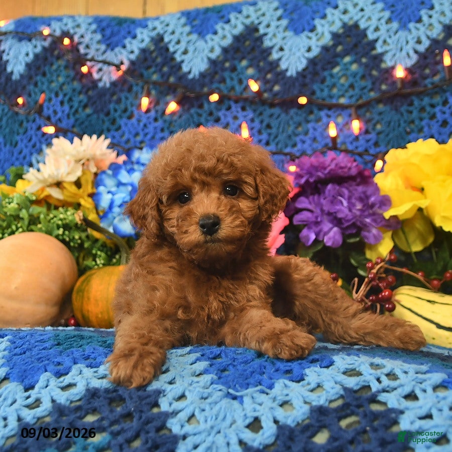 Mini Goldendoodle dogs Curly Que - Ad 2