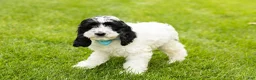 Cockapoo dogs for sale: Jesse - Ad 2