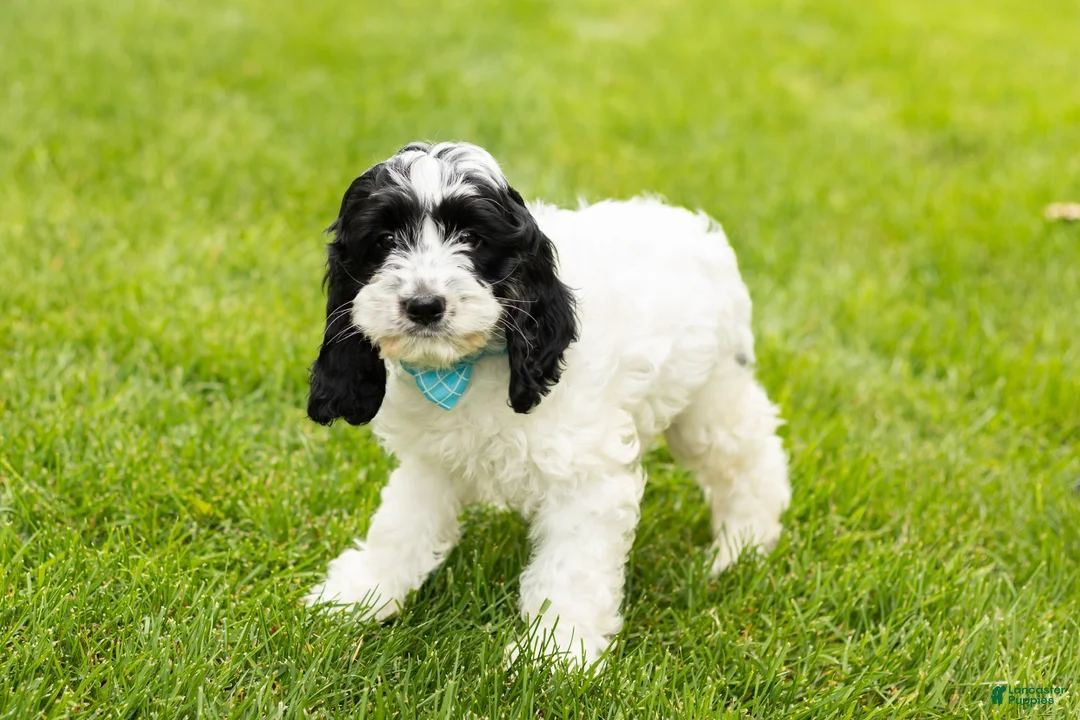 Cockapoo dogs for sale: Jesse - Ad 2