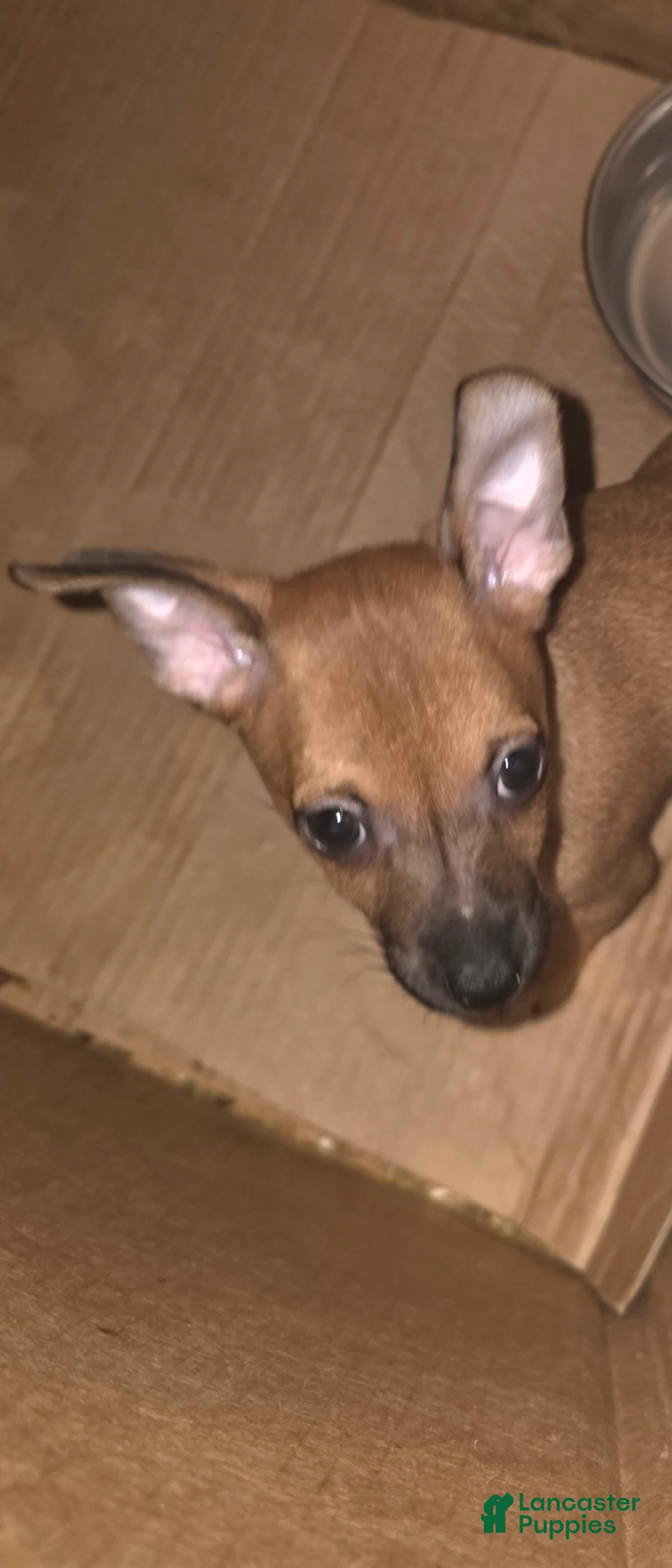 Chihuahua dogs for sale: Deerhead chihuahua Male - Ad 2