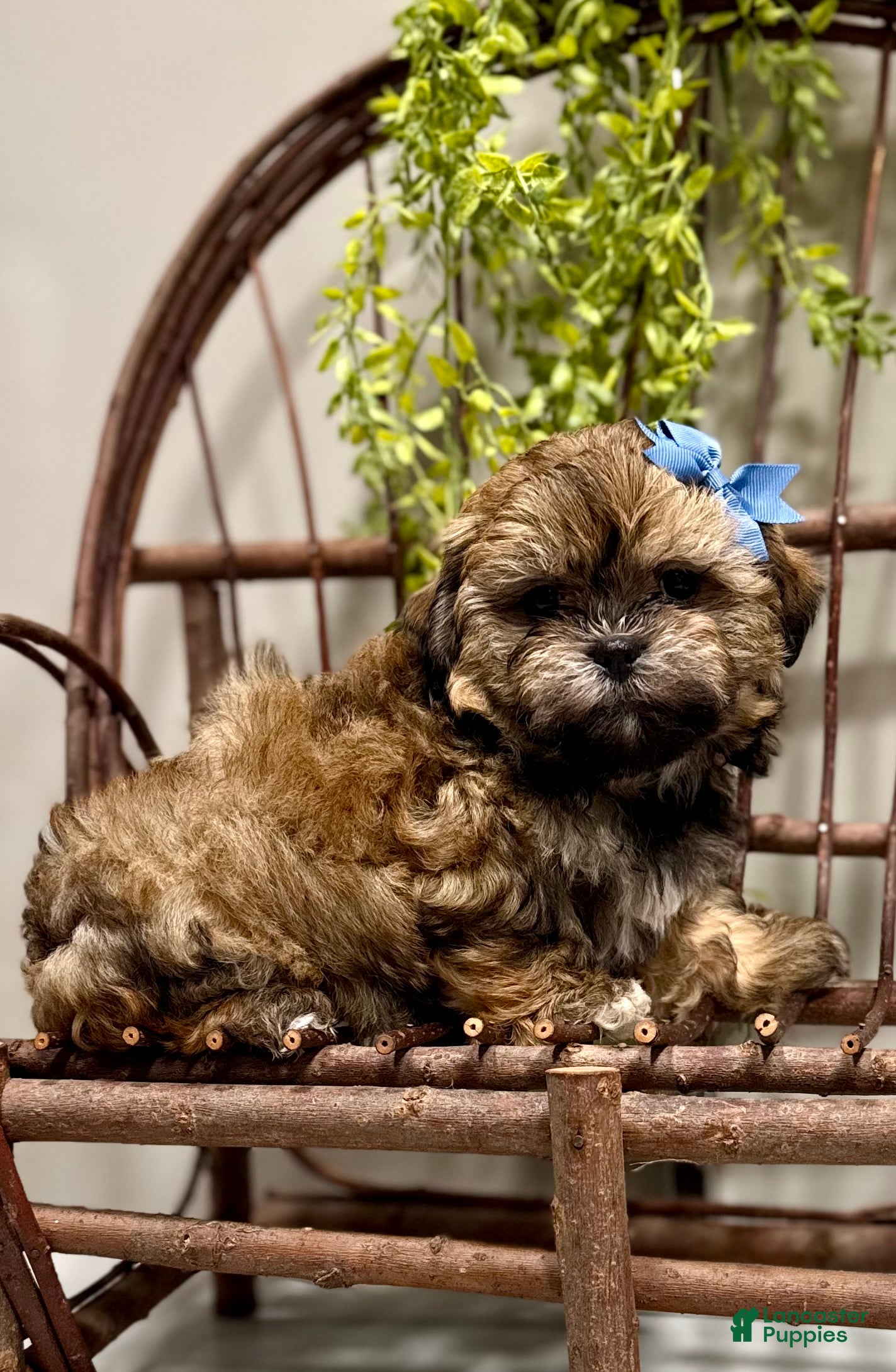 Teddy Bear dogs LYNDON - Ad 1