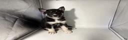 Mixed Breed dogs for sale: Tux - Ad 3