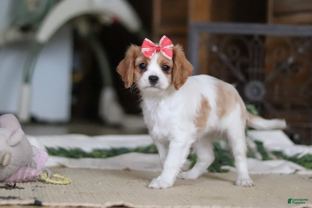 Cavapoo dogs Teri - Ad 1