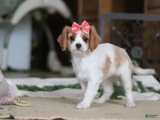 Cavapoo dogs for sale: Teri - Ad 3