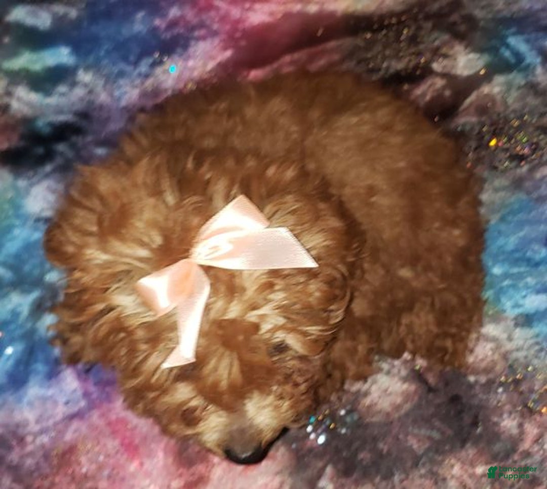 Toy Poodle dogs for sale: Toy Poodle Puppy 3 - Ad 4