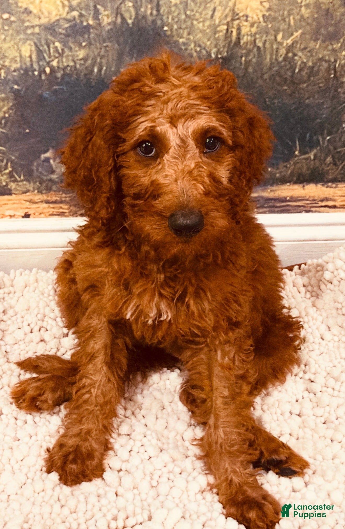 Goldendoodle dogs 💛 Mr. Yellow - Ad 2