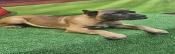 Cane Corso dogs for sale: KING - Ad 11