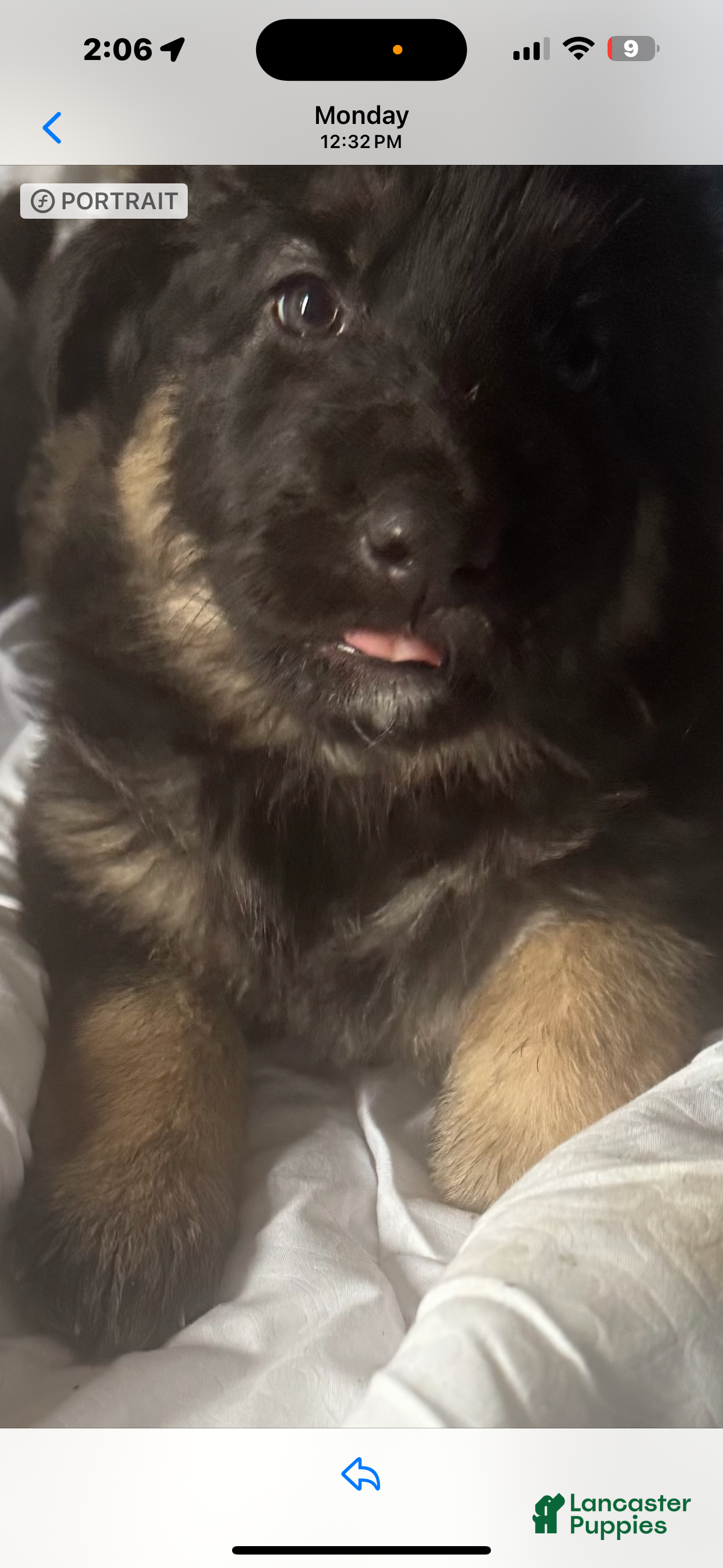 German Shepherd dogs German Shepherd Puppy 2 - Ad 1