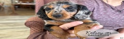 Dachshund dogs for sale: Kelsey - Ad 4