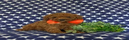 Miniature Poodle dogs for sale: Stanton - Ad 3