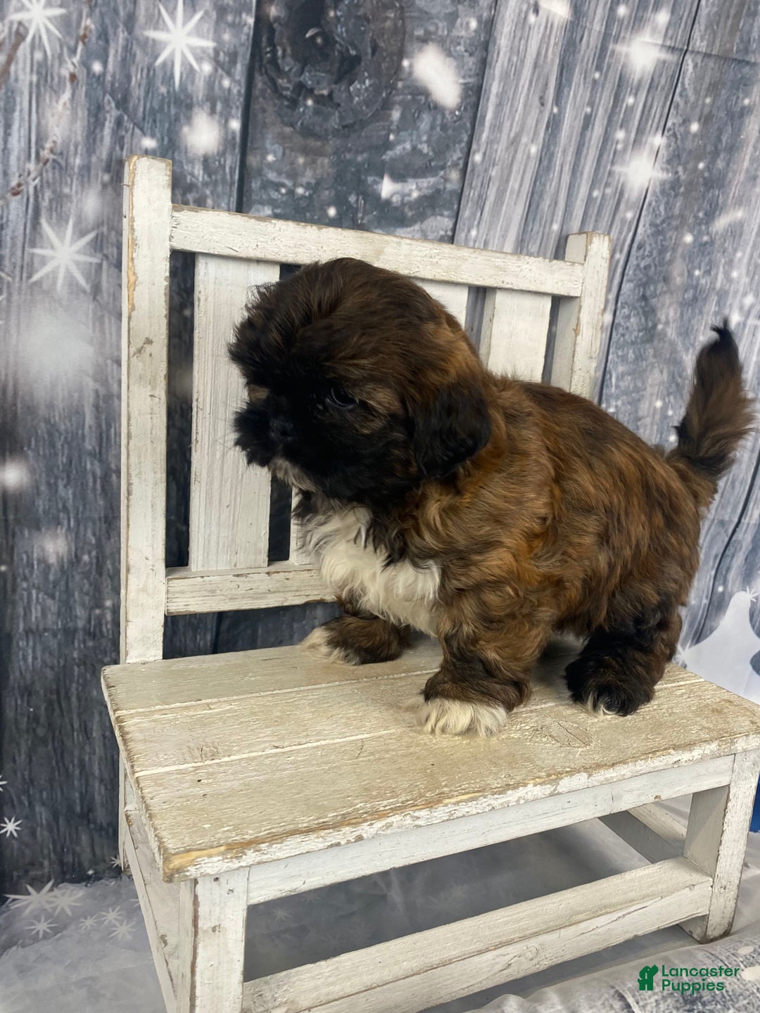 Shih Tzu dogs for sale: Buttons - Ad 6