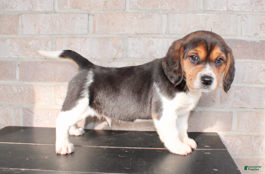 Beagle dogs for sale: Pinto - Ad 1