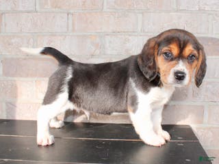 Beagle dogs Pinto - Ad 18