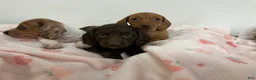 Miniature Dachshund dogs for sale: Zippy  - Ad 8