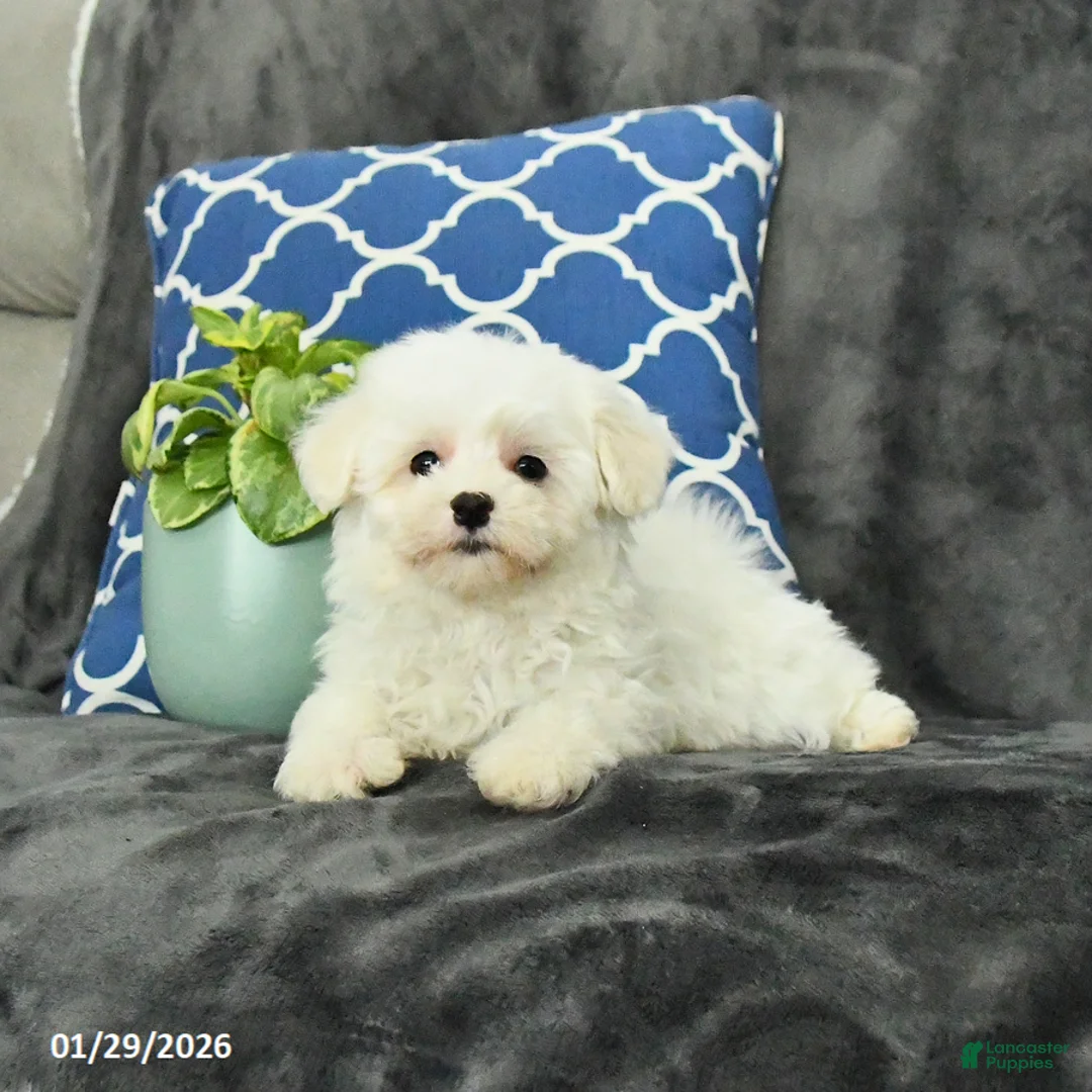 Mixed Breed dogs for sale: Dolly - Ad 4