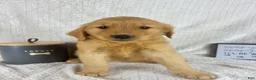 Golden Retriever dogs for sale: Rhett - Ad 4