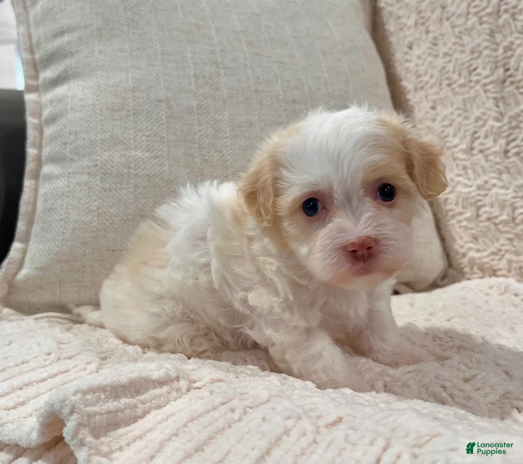 Havanese dogs for sale: Belle - Ad 1