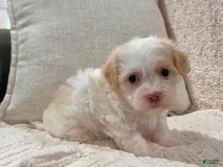 Havanese dogs for sale: Belle - Ad 1