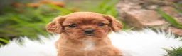 Cavalier King Charles Spaniel dogs for sale: Poppy Cavalier King Charles Spaniel - Ad 10