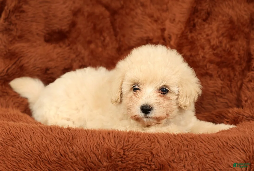 Maltipoo dogs for sale: Chloe - Ad 2
