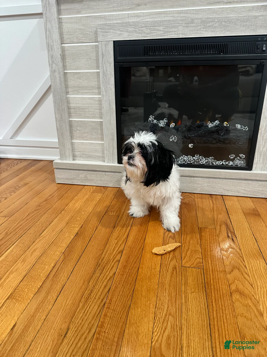 Malshi dogs for sale: Malshi Puppy 1 - Ad 13