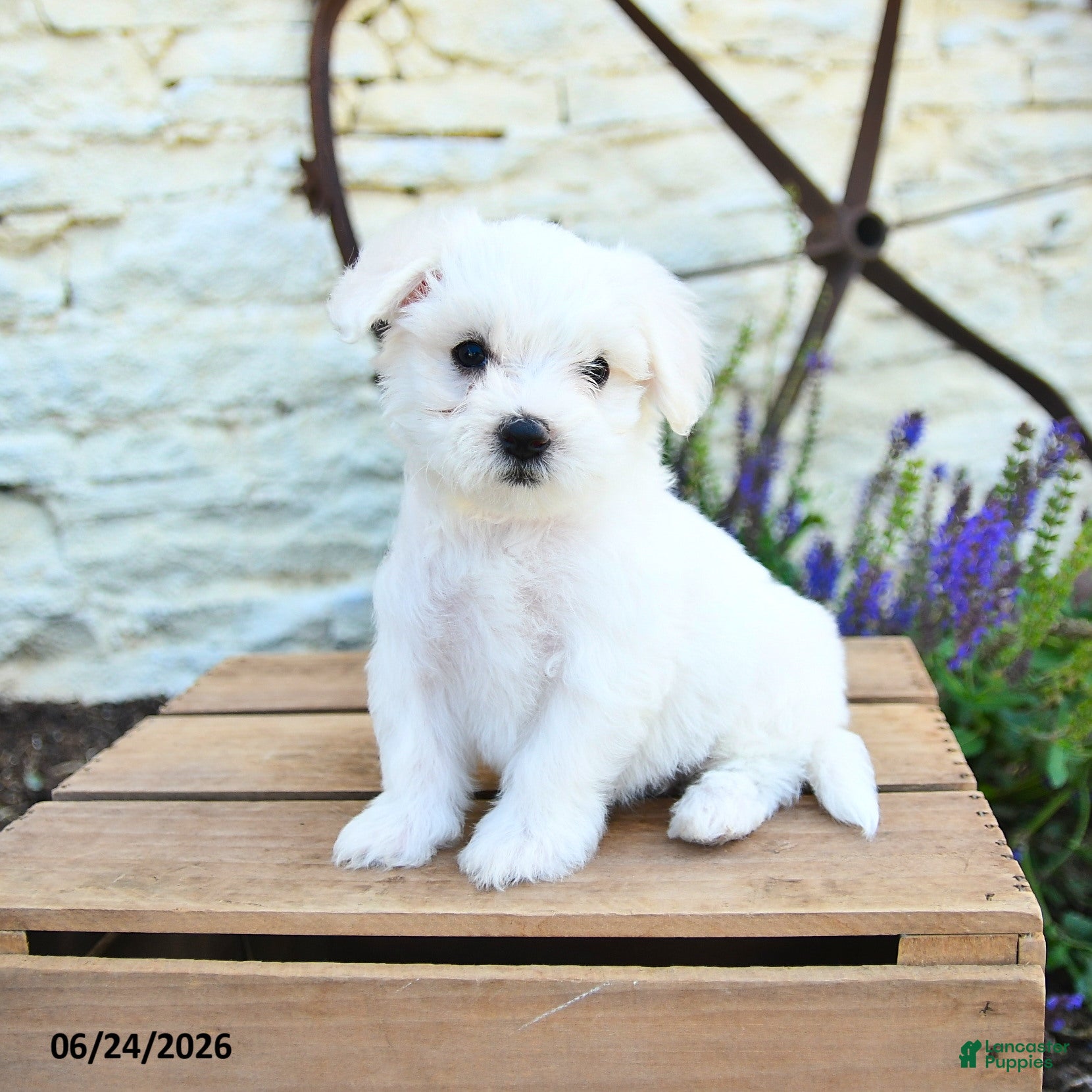 Mixed Breed dogs Emilia - Ad 2
