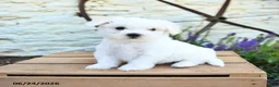 Mixed Breed dogs for sale: Emilia - Ad 2