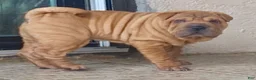 Shar Pei dogs for sale: Goose - Ad 32
