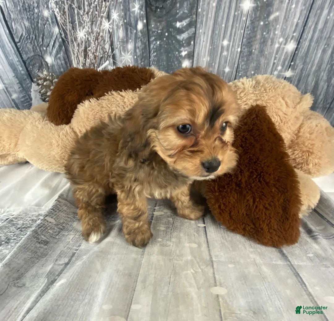 Cavapoo dogs for sale: Tilly - Ad 5