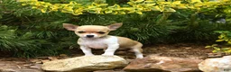 Chihuahua dogs for sale: Charlotte - Ad 2