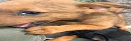 Mixed Breed dogs for sale: Wolfie - Doberdoodle - Ad 3