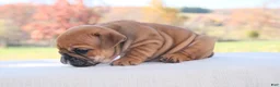 English Bulldog dogs for sale: Zoey - Ad 3