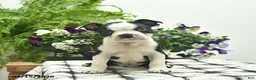 Boston Terrier dogs for sale: Rebel  - Ad 1
